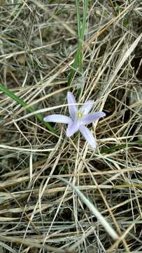 Image of blue funnel lily