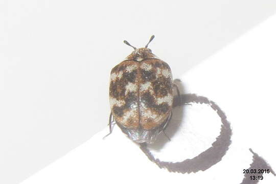 Image of Sacramento Anthicid Beetle