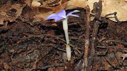 Image of Voyria caerulea Aubl.