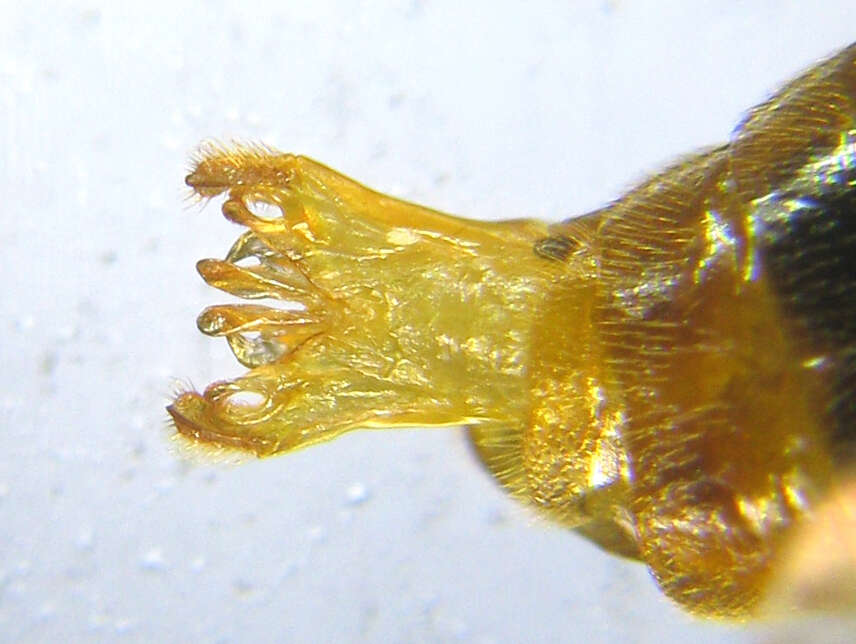 Image of Aprosthema melanurum