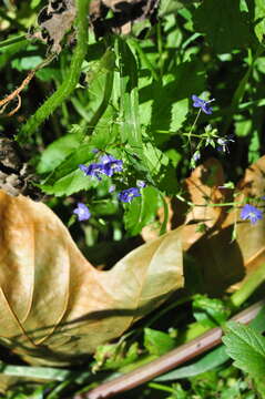 Image of American speedwell