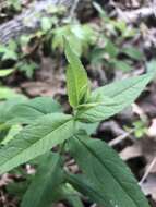 Image of Godfrey's thoroughwort