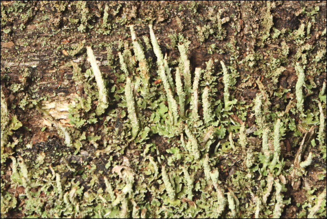 Plancia ëd Cladonia rigida (Hook. fil. & Taylor) Hampe