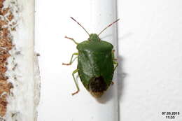 Image of Green shield bug