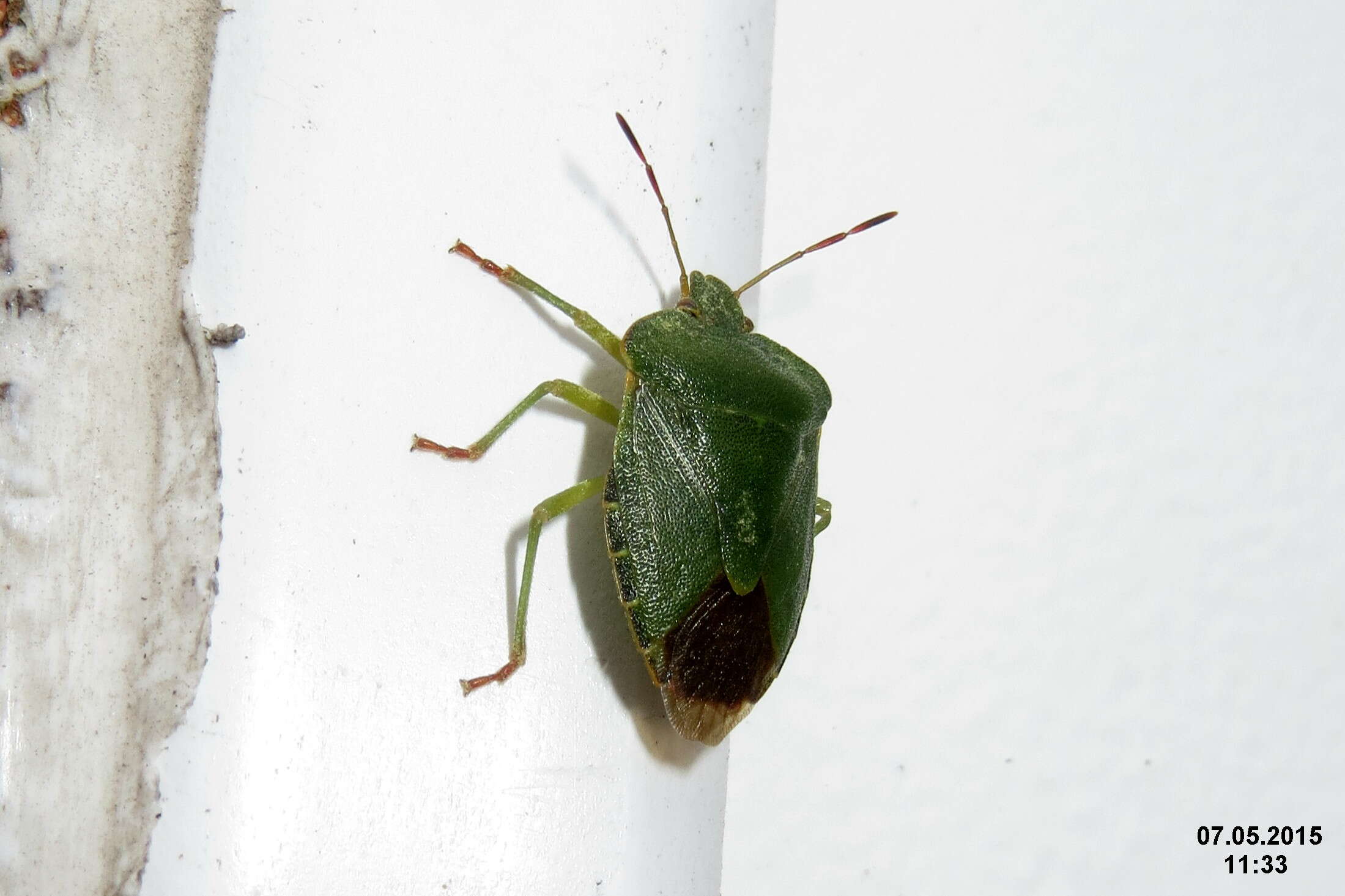 Image of Green shield bug