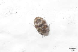 Image of Sacramento Anthicid Beetle