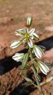 Image of Albuca consanguinea (Kunth) J. C. Manning & Goldblatt