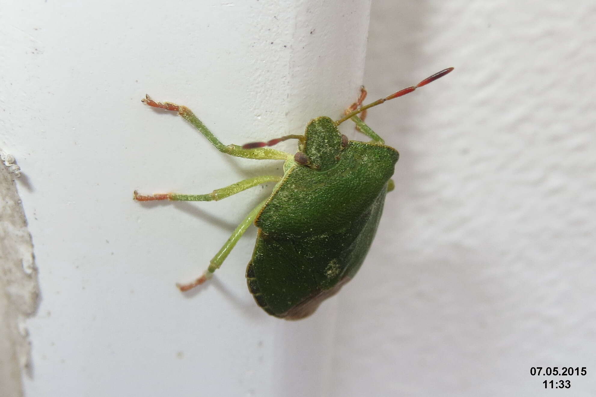 Image of Green shield bug