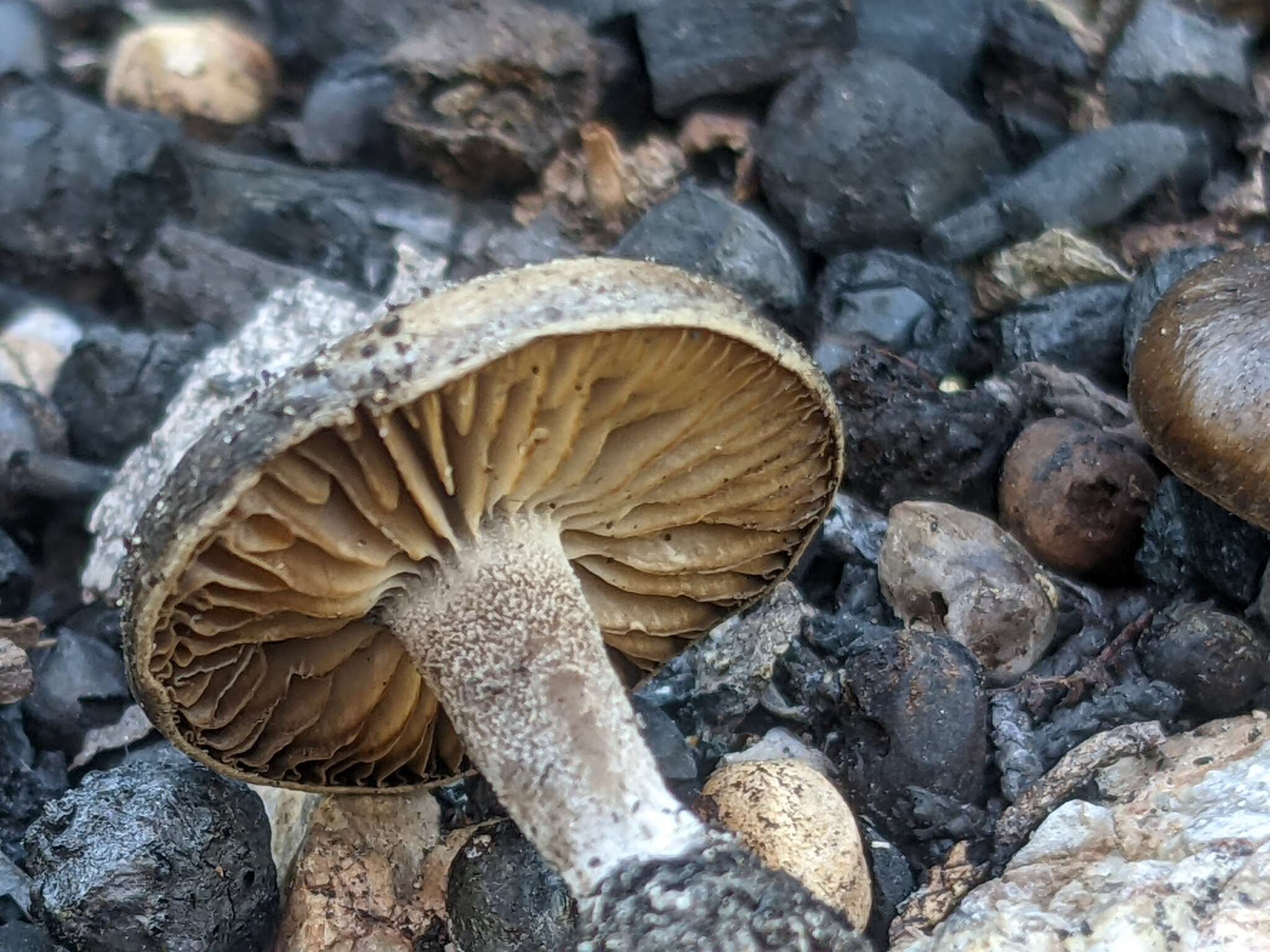 Слика од Tephrocybe anthracophila (Lasch) P. D. Orton 1969