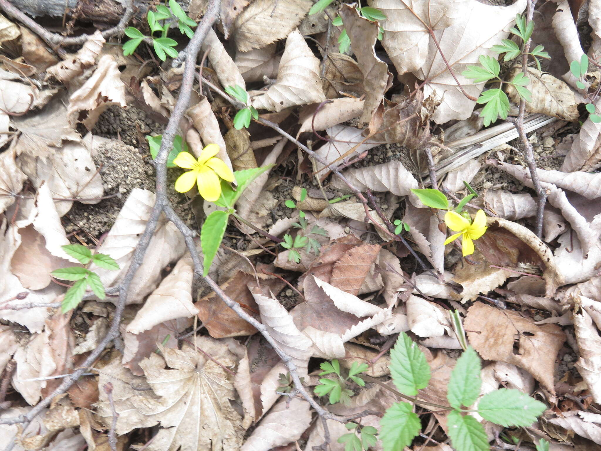 Image de Viola orientalis (Maxim.) W. Beck.