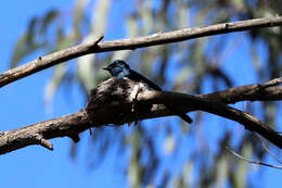 Image of Satin Flycatcher