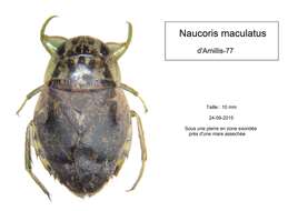 Image of Naucoris maculatus Fabricius 1798