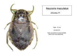 Image de Naucoris maculatus Fabricius 1798