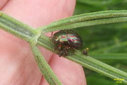 Image of Chrysolina americana