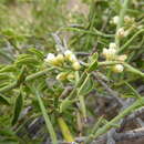 Image of Retanilla patagonica (Speg.) R. D. Tortosa