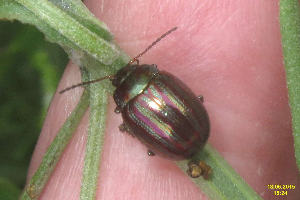 Image of Chrysolina americana