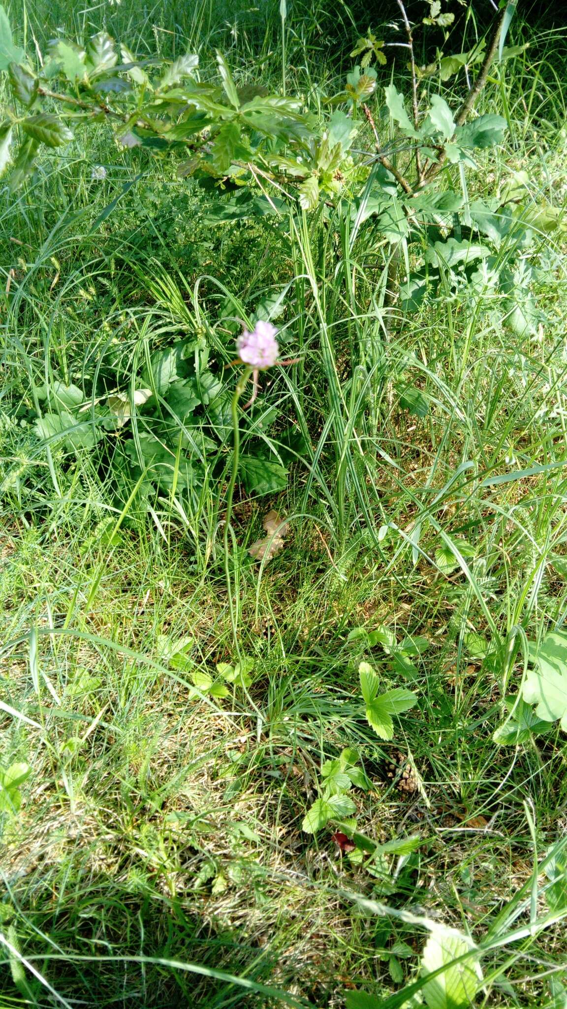 Imagem de Armeria maritima subsp. elongata (Hoffm.) Bonnier