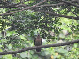 Image of brown dove