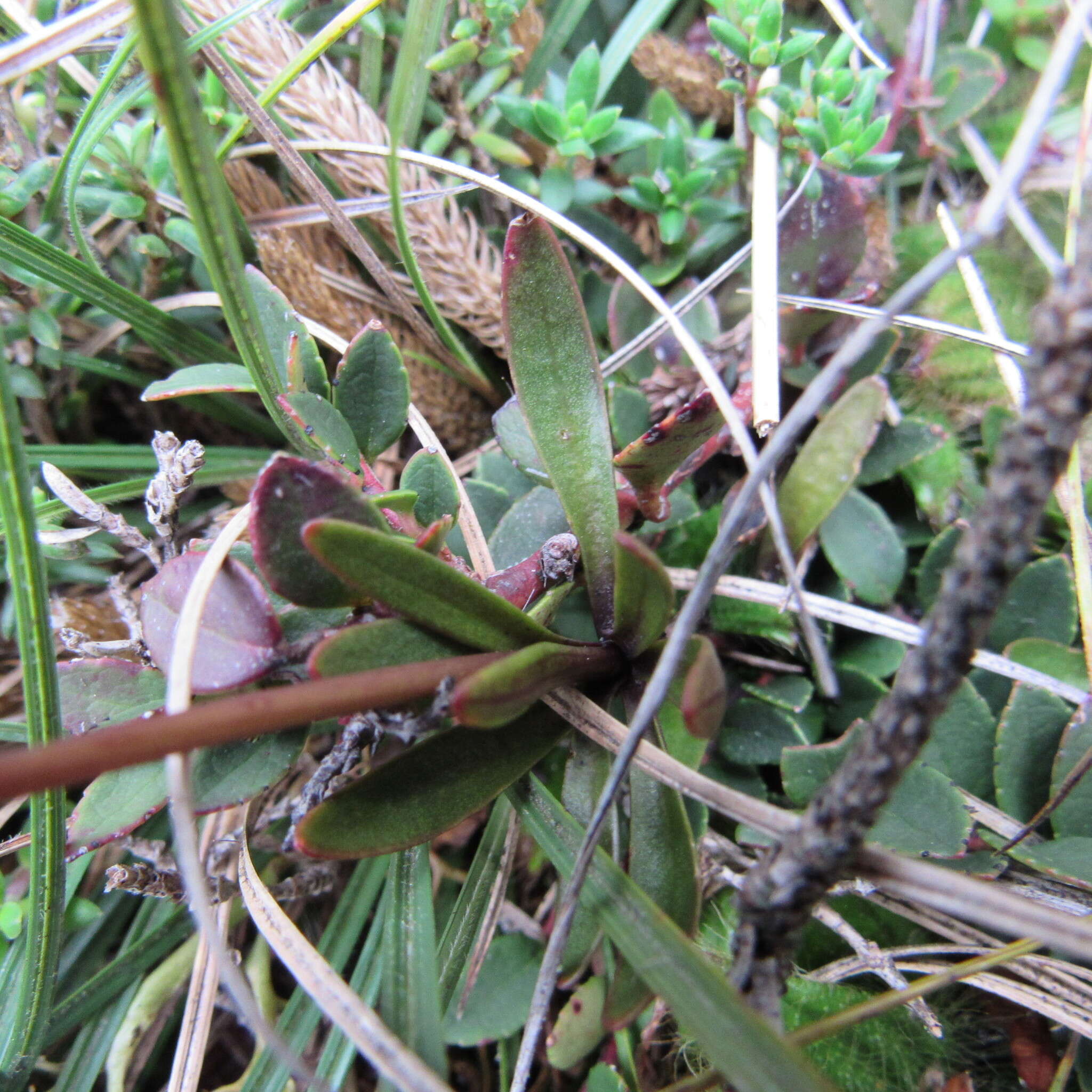 Image of Gentianella corymbosa (Kunth) Weaver & Rudenberg