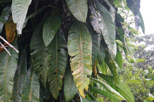 Image de Anthurium pseudospectabile Croat