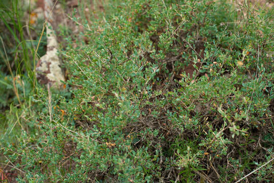 Image of Atraphaxis pungens (M. Bieb.) Jaub. & Spach