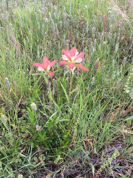 Image of entireleaf Indian paintbrush