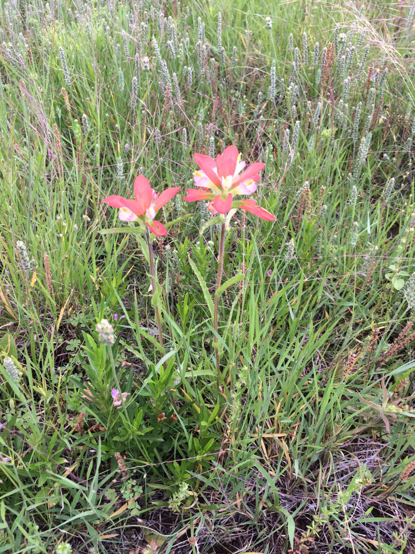 Image de Castilleja indivisa Engelm.