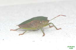 Image of Green shield bug