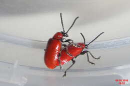 Image of Scarlet lily beetle