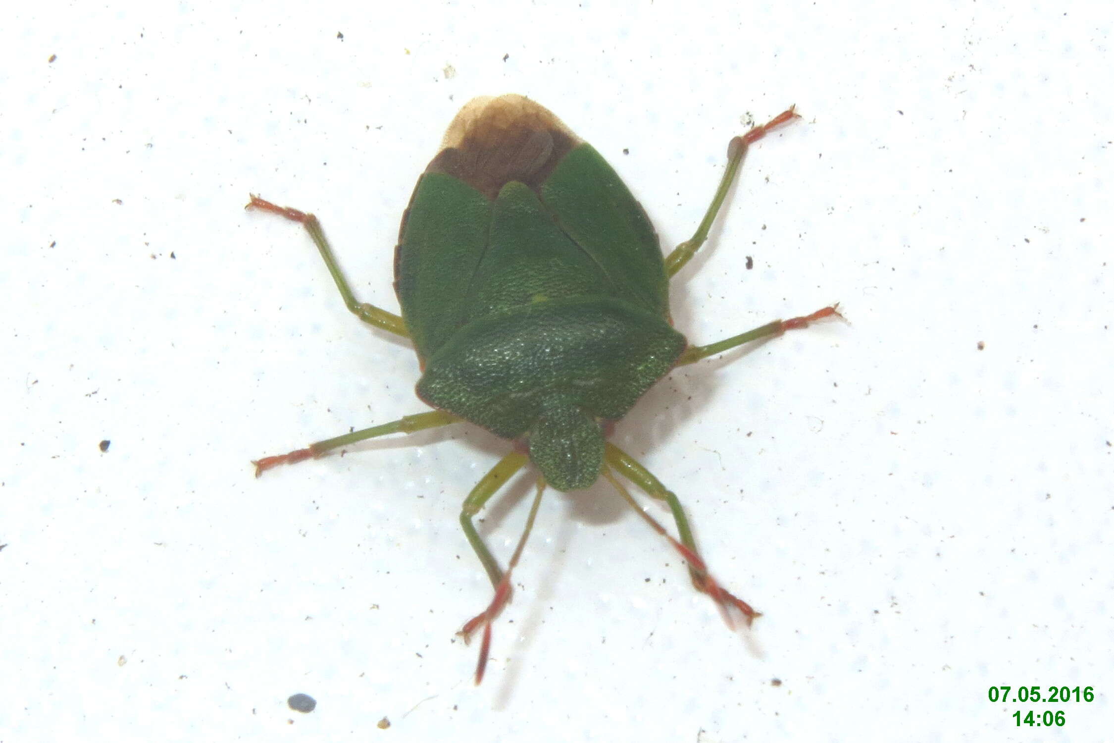 Image of Green shield bug