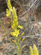 Imagem de Bulbine glauca (Raf.) E. M. Watson