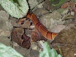 Plancia ëd Oreocryptophis porphyraceus kawakamii (Oshima 1911)