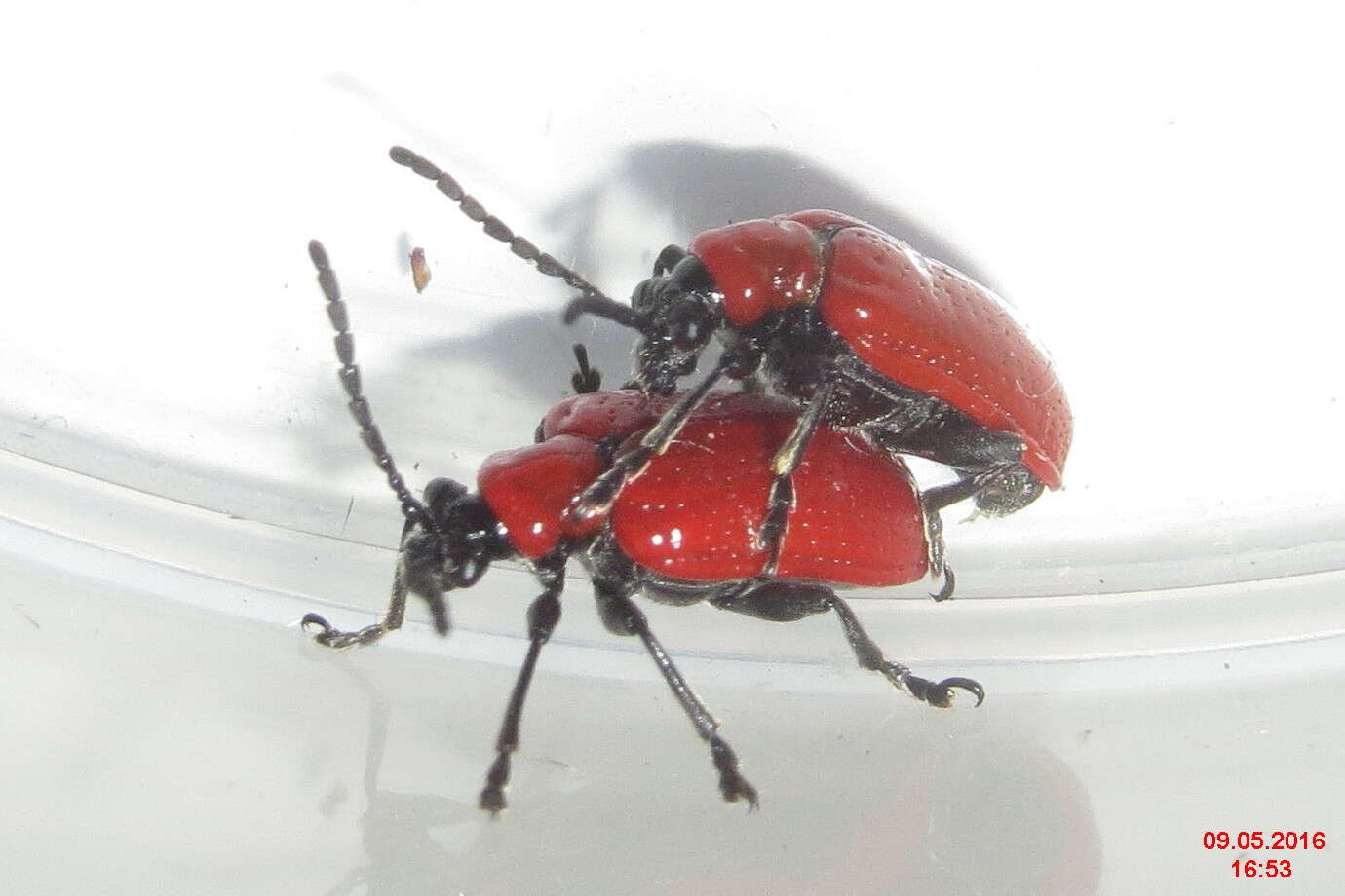 Image of Scarlet lily beetle