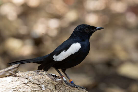 Image of Seychelles magpie-robin