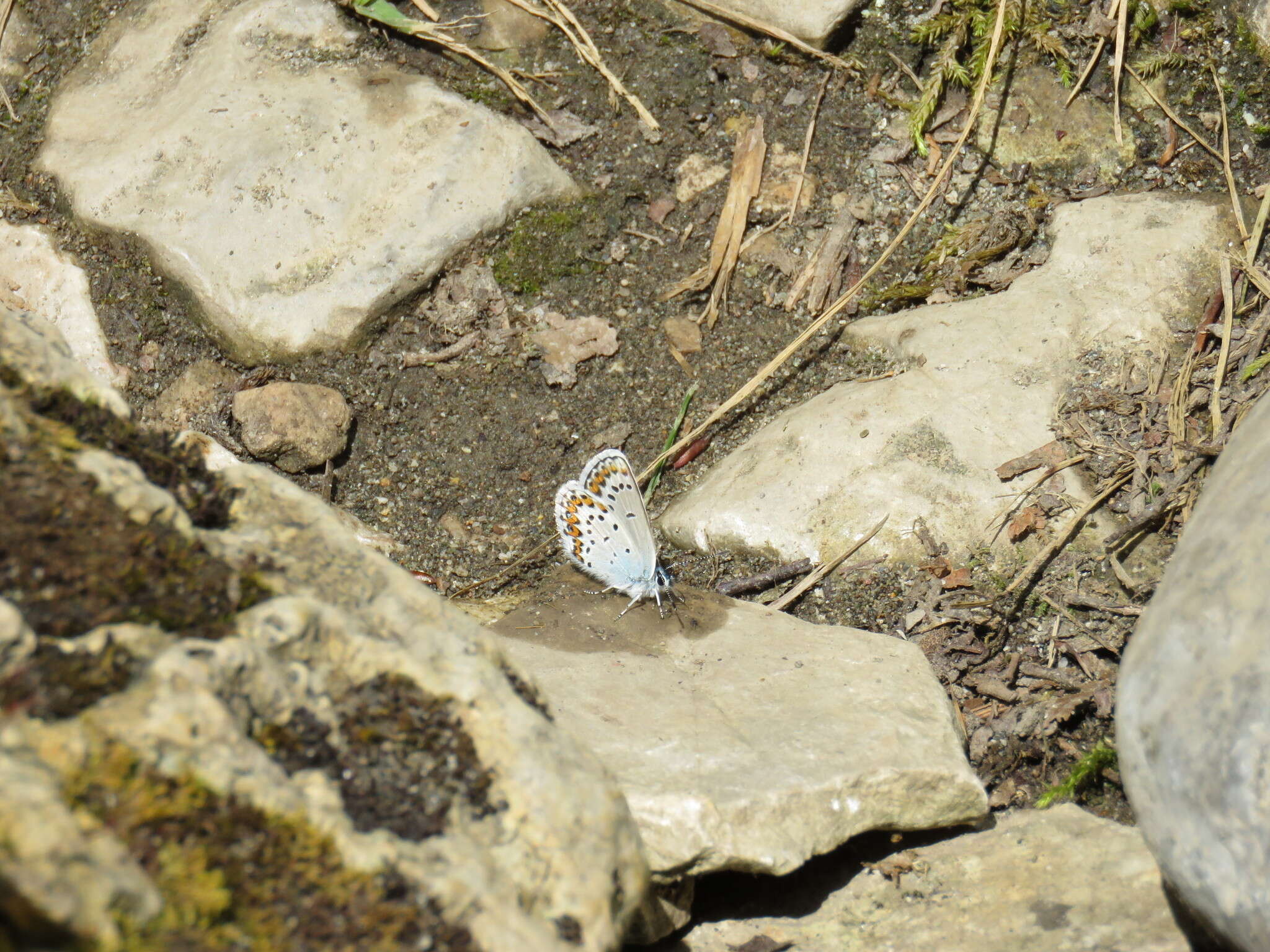 Image of Plebejus argyrognomon (Bergsträsser (1779))