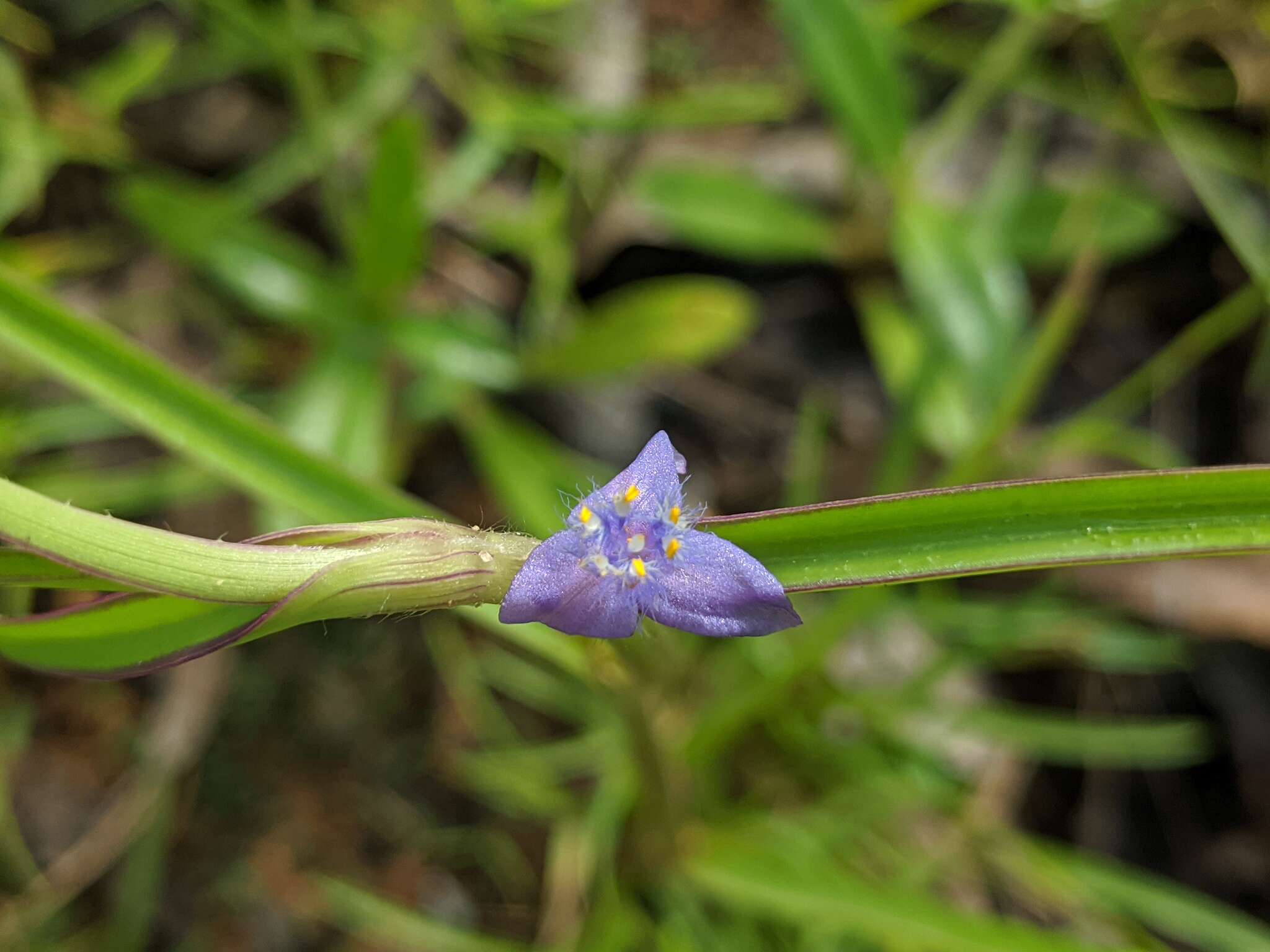 Image of Cyanotis axillaris (L.) D. Don ex Sweet