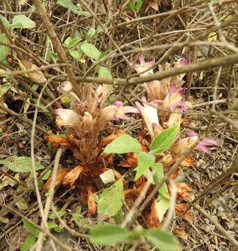 Image of Louisiana broomrape