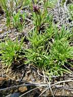 Image of stiffleaf penstemon