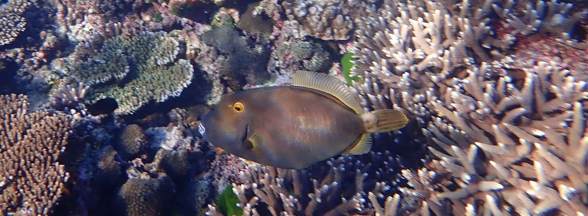 Image of Barred Filefish