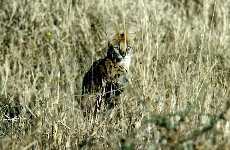 صورة Leptailurus serval lipostictus (Pocock 1907)