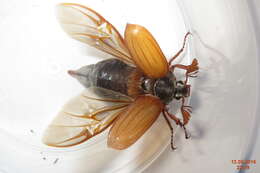 Image of Common cockchafer