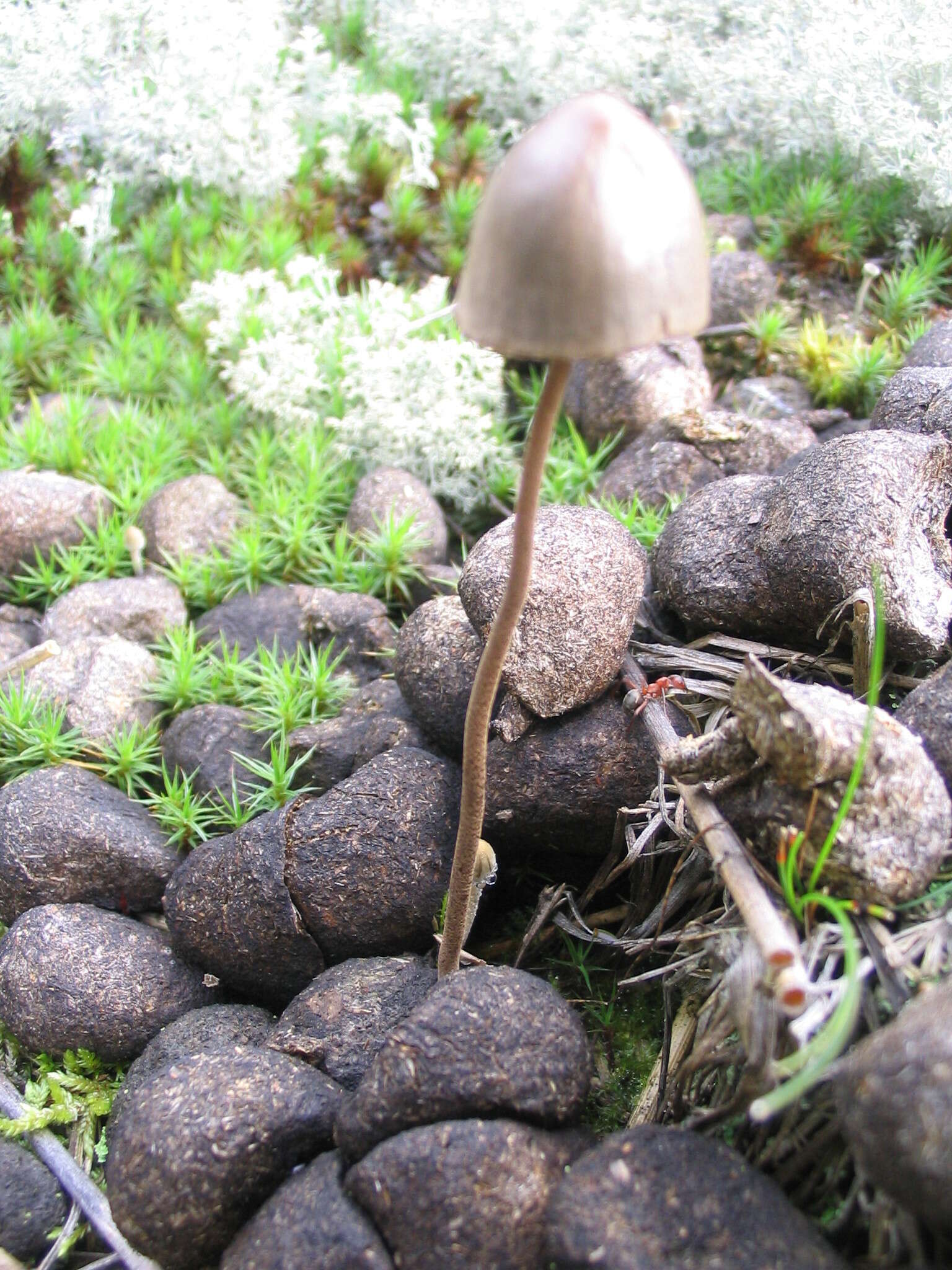 Image de Panaeolus alcis M. M. Moser 1984