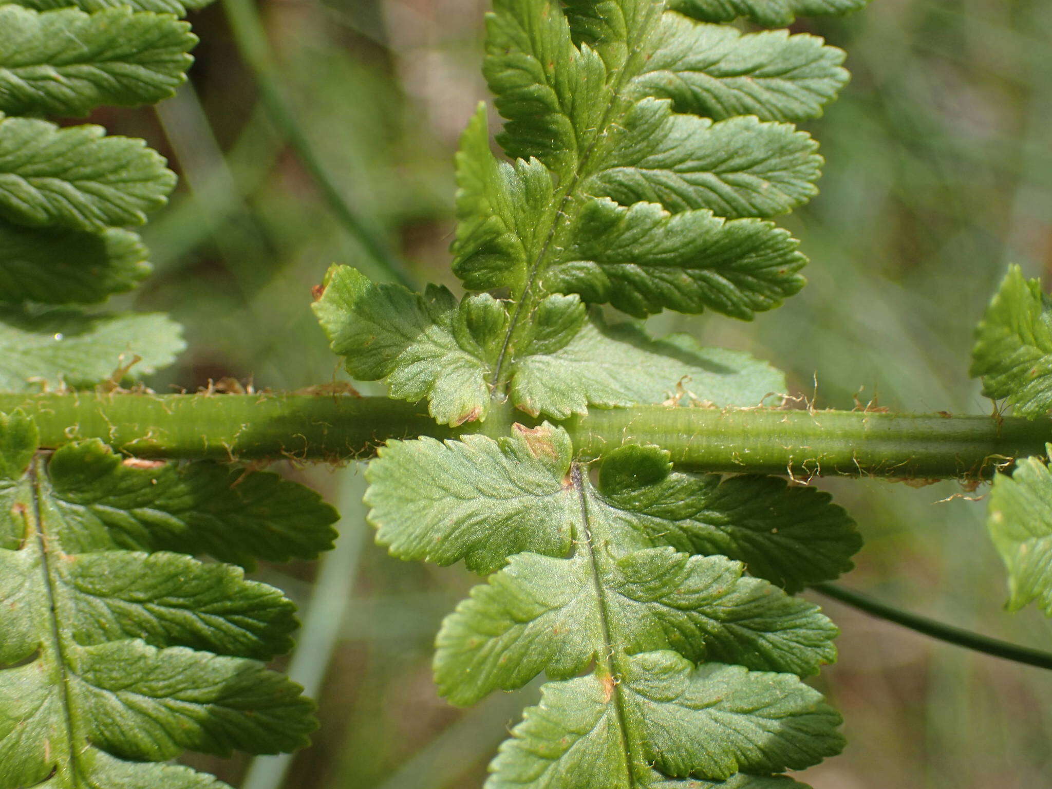 Image de Dryopteris oreades Fomin