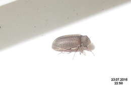 Image of furniture beetle