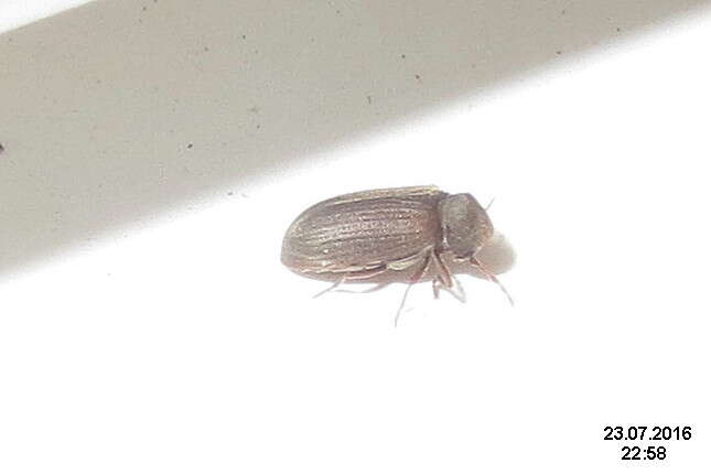 Image of furniture beetle