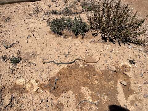 Imagem de Demansia psammophis cupreiceps Storr 1978