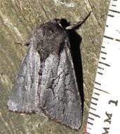 Image of Dark Grey Fishia Moth