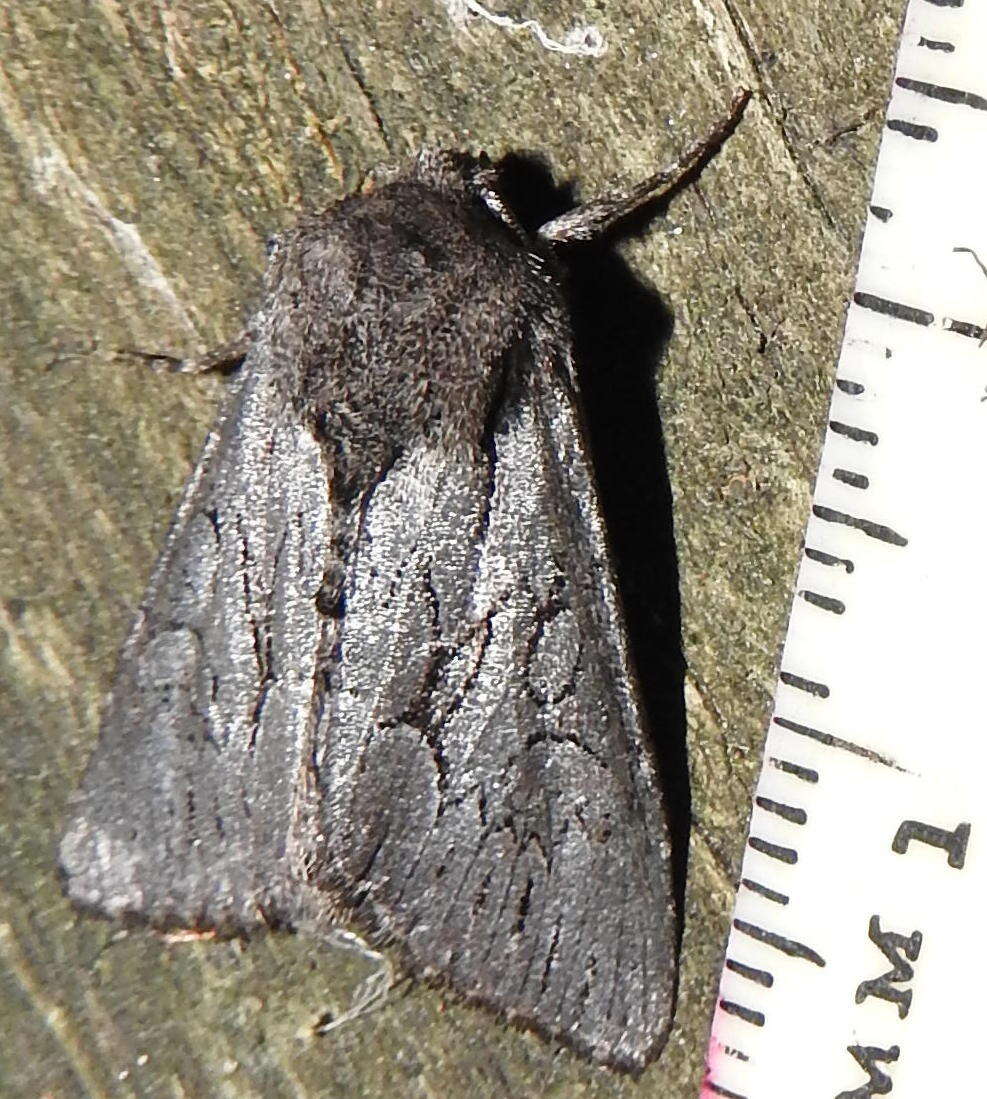 Image of Dark Grey Fishia Moth