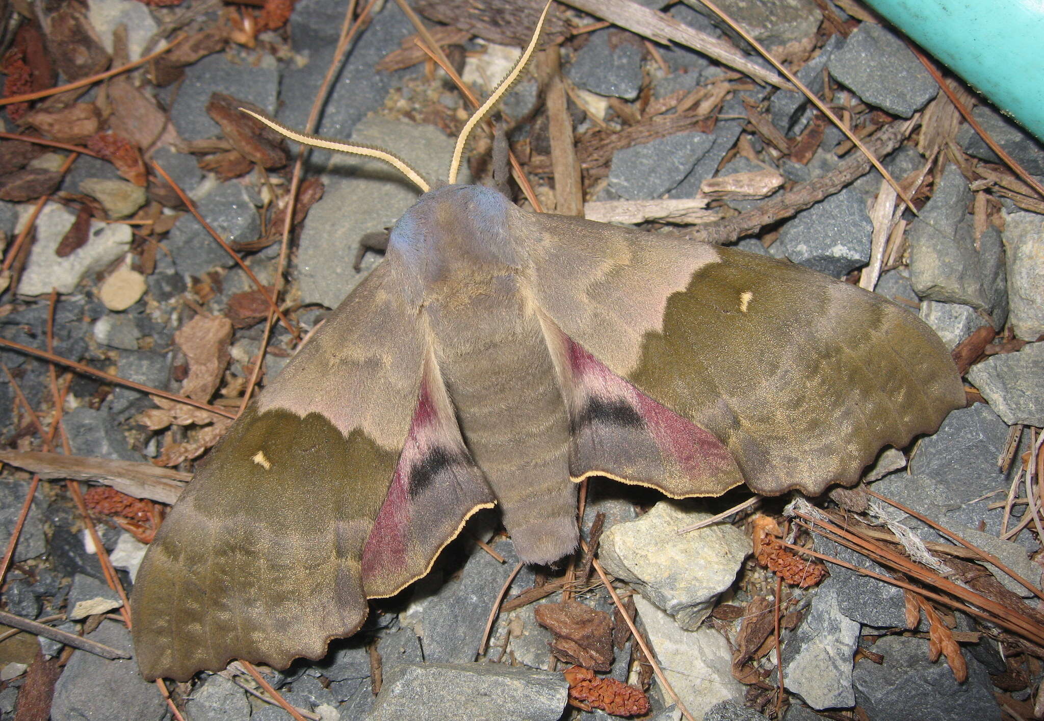 صورة Pachysphinx modesta (Harris 1839)