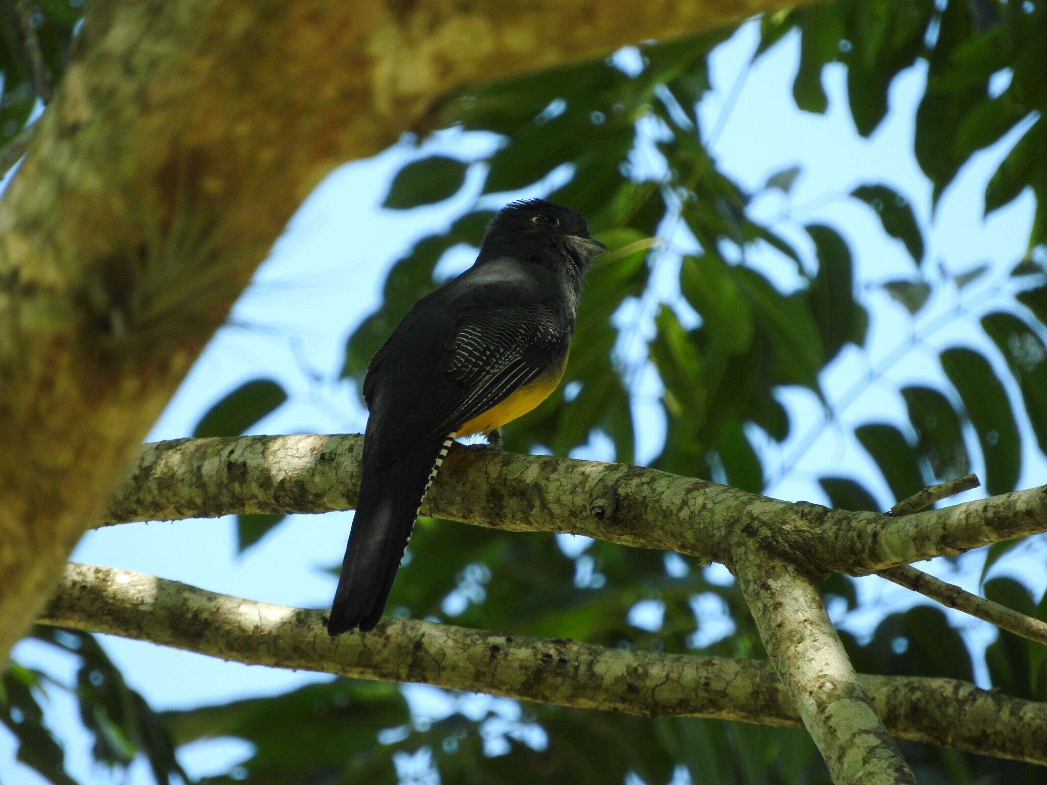 Image of Gartered Trogon